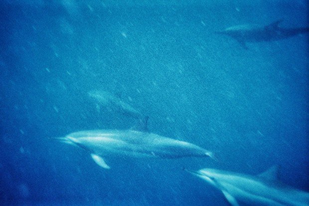 moniquedecaro_dolphins