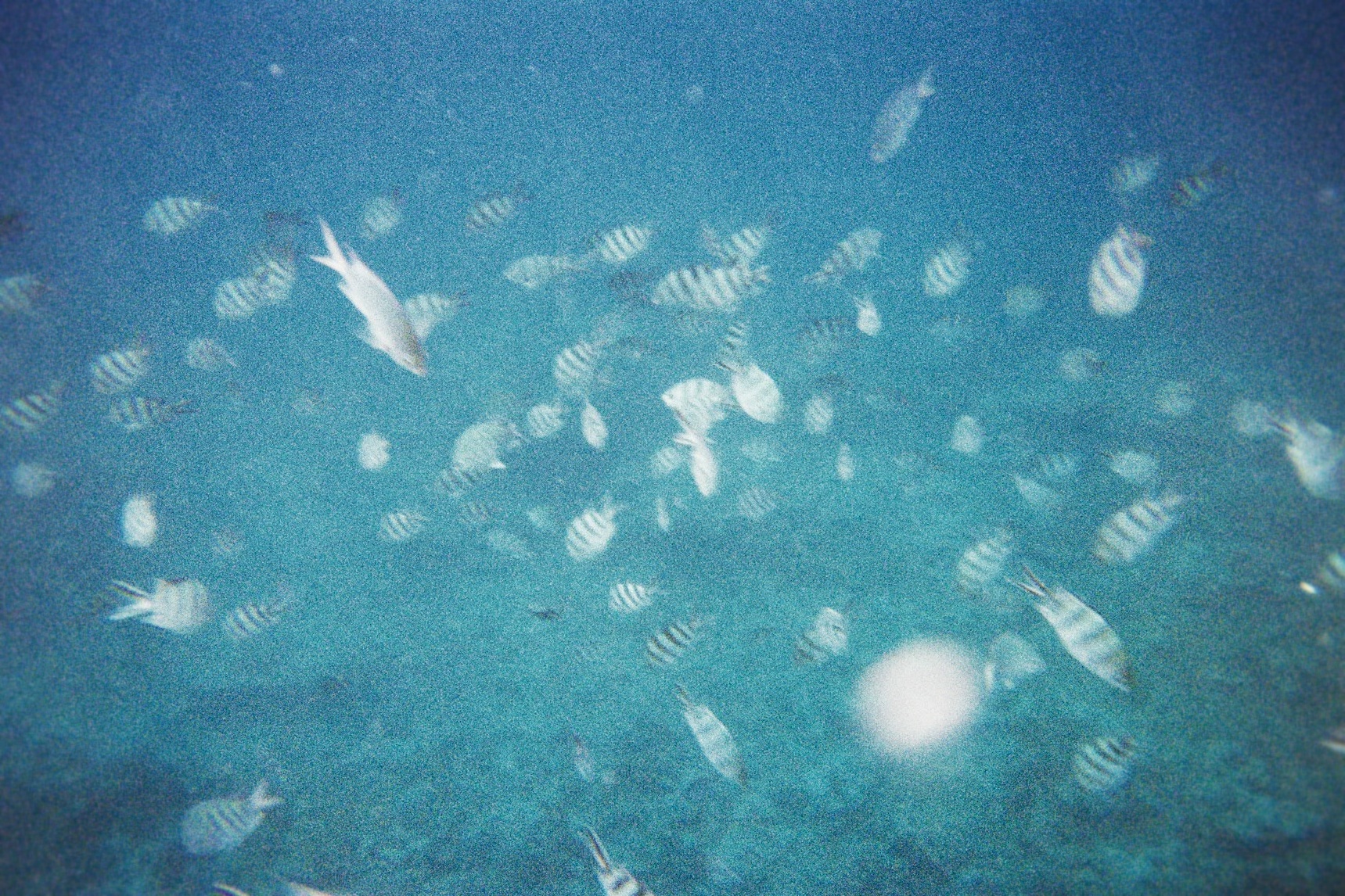 moniquedecaro_mauritius3