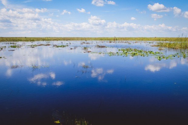 moniquedecaro_everglades