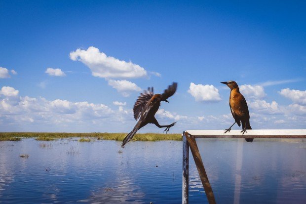 moniquedecaro_everglades