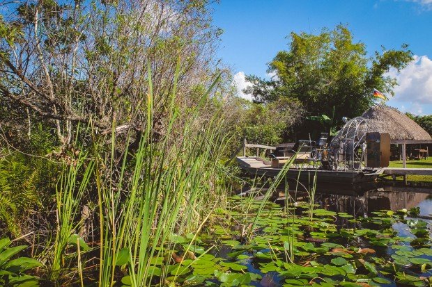 moniquedecaro_everglades