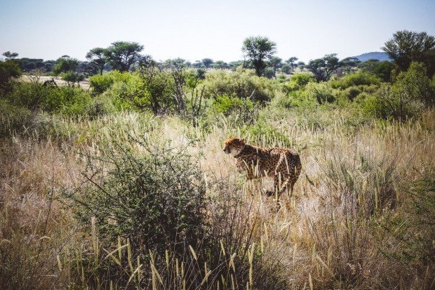 moniquedecaro-okonjima-0110