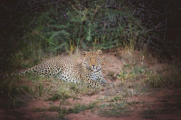 moniquedecaro-okonjima-8870