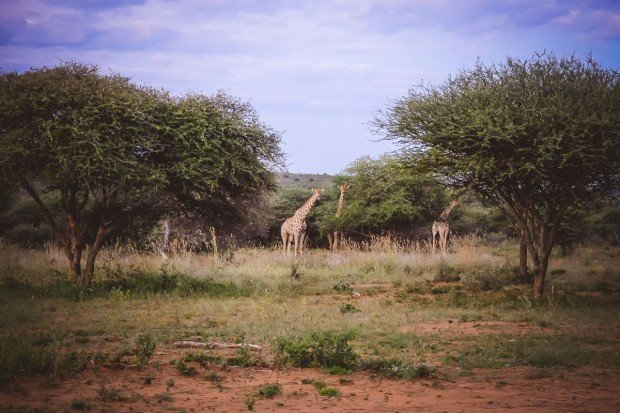 moniquedecaro-okonjima-9889