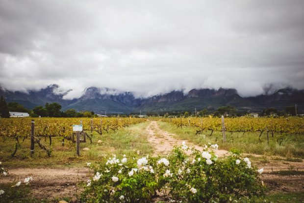moniquedecaro-palmiet-south-africa