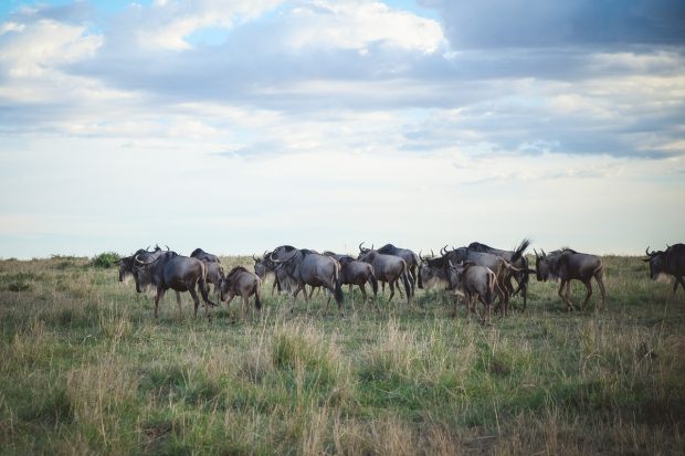 moniquedecaro-mara-bush-camp-kenia-3648