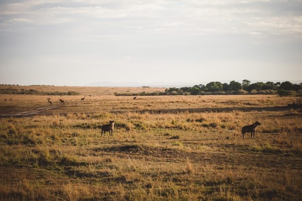moniquedecaro-mara-bush-camp-kenia-4174