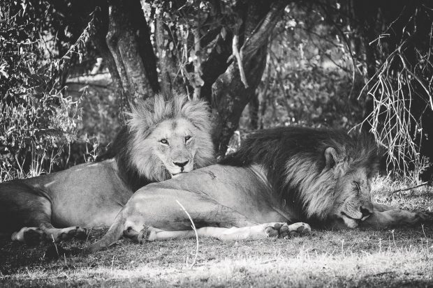 moniquedecaro-mara-bush-camp-kenia-4351
