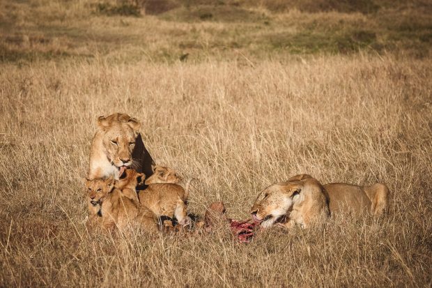 moniquedecaro-mara-bush-camp-kenia-4609