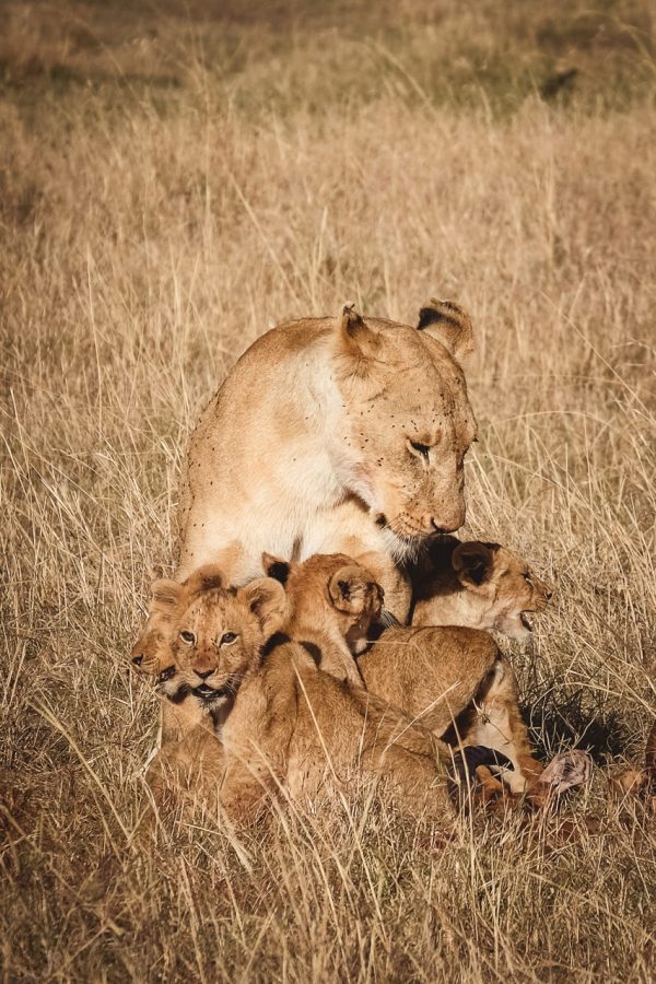 moniquedecaro-mara-bush-camp-kenia-4611