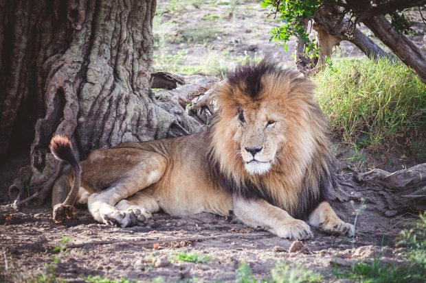 moniquedecaro-mara-bush-camp-kenia-5714