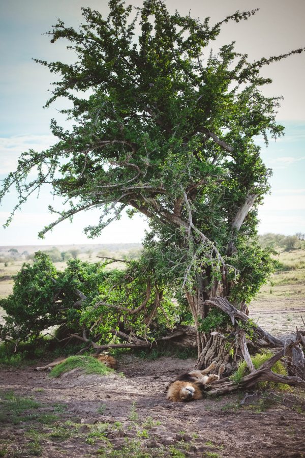 moniquedecaro-mara-bush-camp-kenia-5762