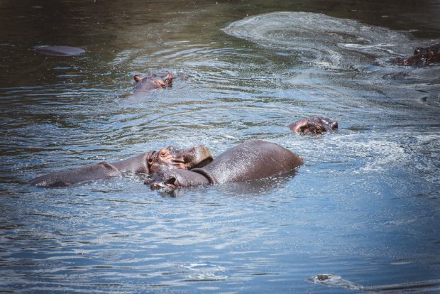 moniquedecaro-mara-bush-camp-kenia-5789
