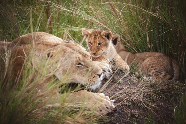 moniquedecaro-mara-bush-camp-kenia-5823