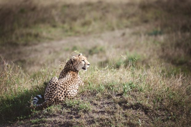 moniquedecaro-mara-bush-camp-kenia-5850