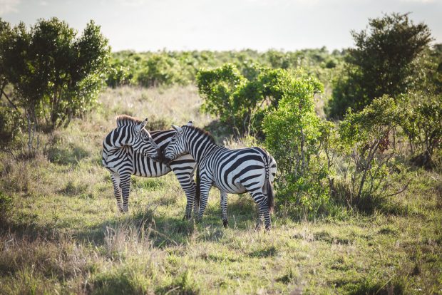 moniquedecaro-mara-bush-camp-kenia-5938