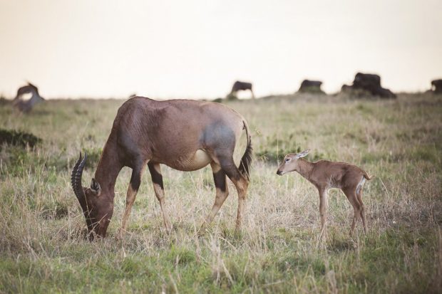 moniquedecaro-mara-bush-camp-kenia-5952