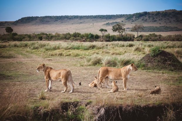 moniquedecaro-mara-bush-camp-kenia-6080