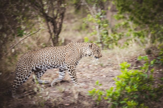 moniquedecaro-mara-bush-camp-kenia-6366