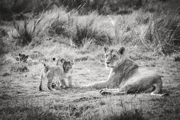 moniquedecaro-mara-bush-camp-kenia-6514
