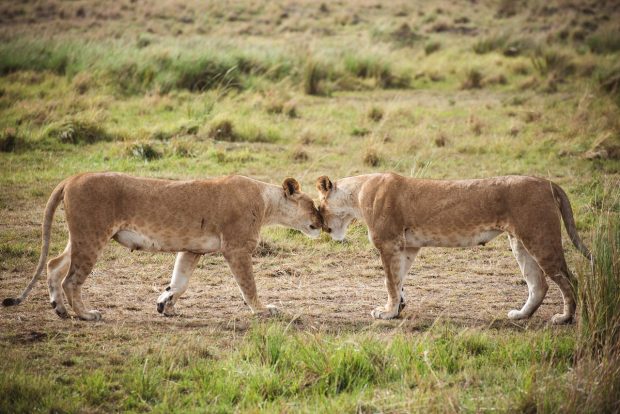moniquedecaro-mara-bush-camp-kenia-6548