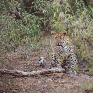moniquedecaro-makumu-south-africa