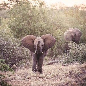 moniquedecaro-makumu-south-africa