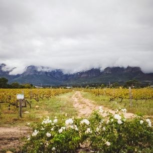 moniquedecaro-palmiet-south-africa