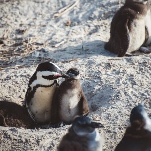 moniquedecaro-cape-town