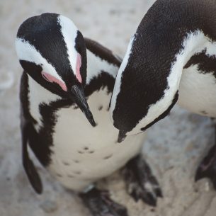 moniquedecaro-cape-town