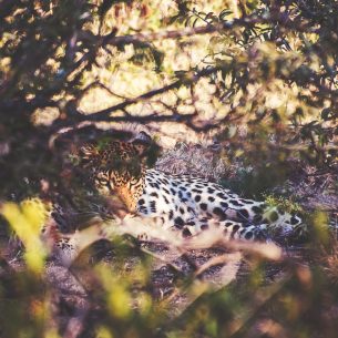 moniquedecaro-makumu-0641